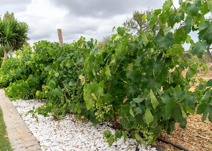 Villa Quinta Da Amoreira